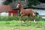 Billede