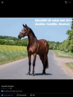 Billede