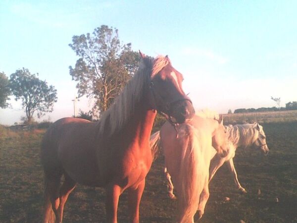 Billede
