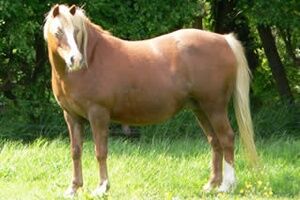Billede