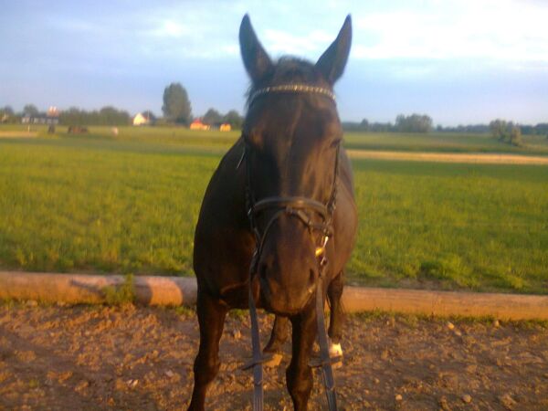 Billede