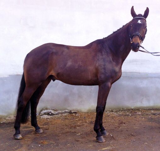 Billede