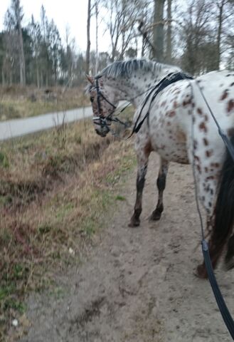 Billede