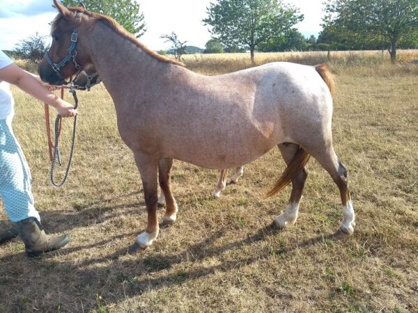 Billede