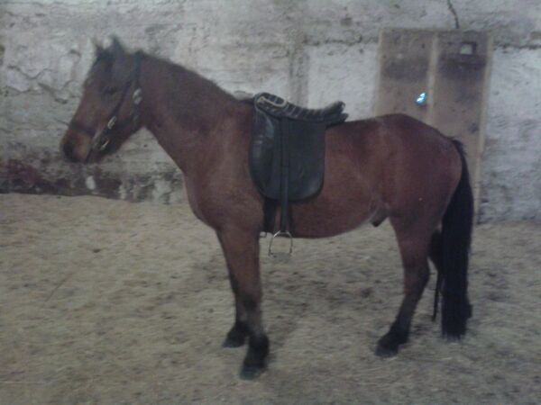 Billede