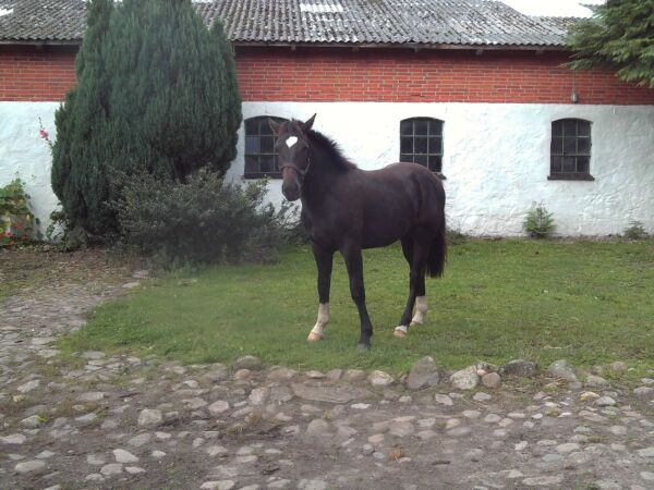 Billede