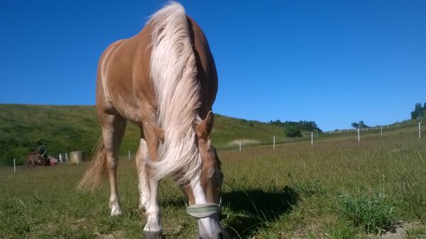 Billede