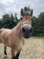 Billede