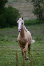 Billede
