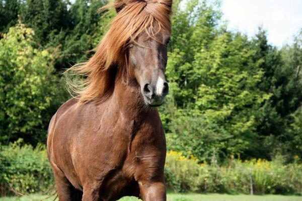Billede