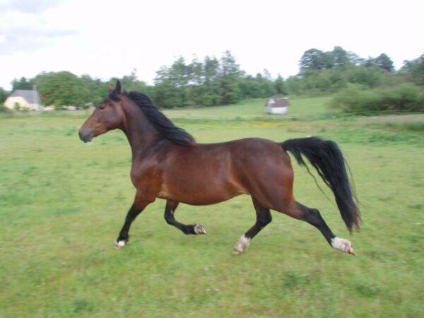Billede