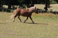 Billede
