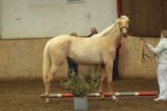 Billede