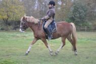 Billede