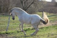 Billede