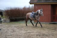 Billede