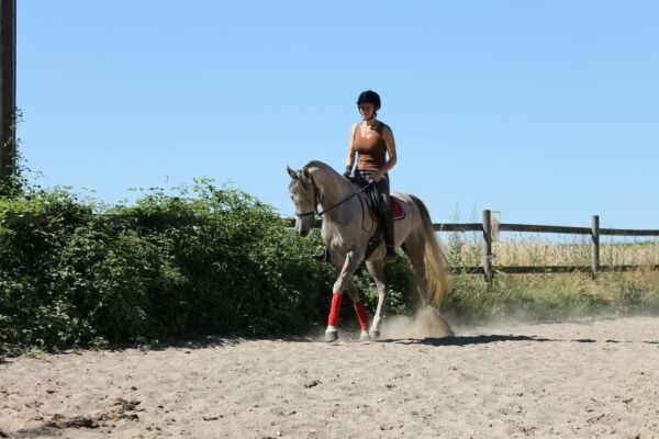 Billede