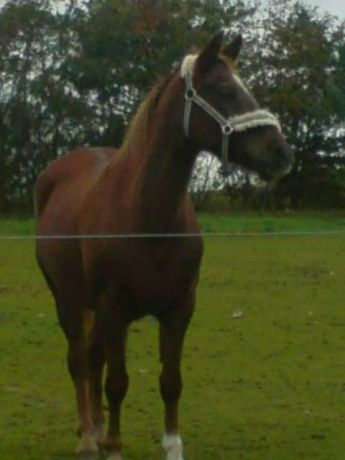 Billede