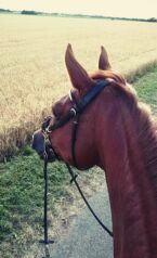 Billede
