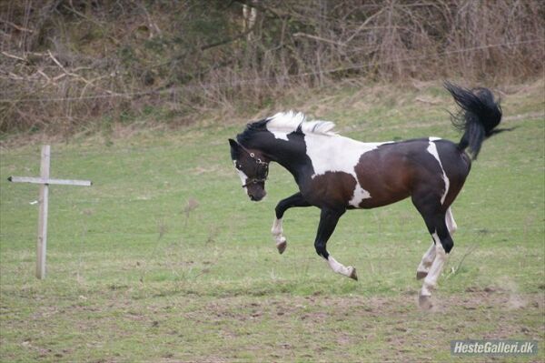 Billede