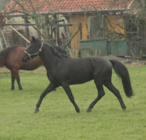 Billede