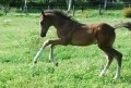 Billede