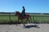 Billede