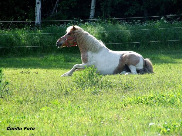 Billede
