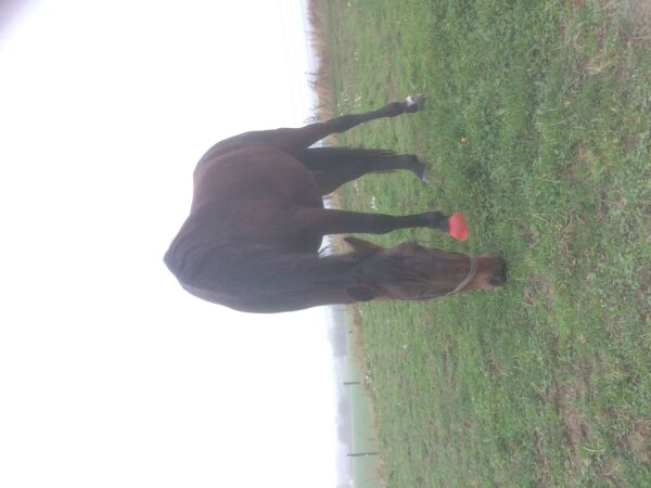 Billede