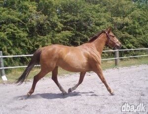 Billede