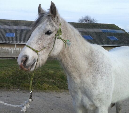 Billede