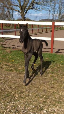 Billede