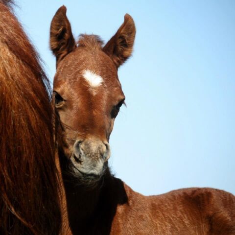 Billede