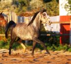 Billede