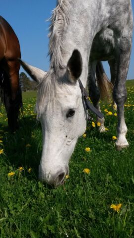 Billede