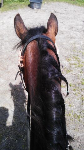 Billede