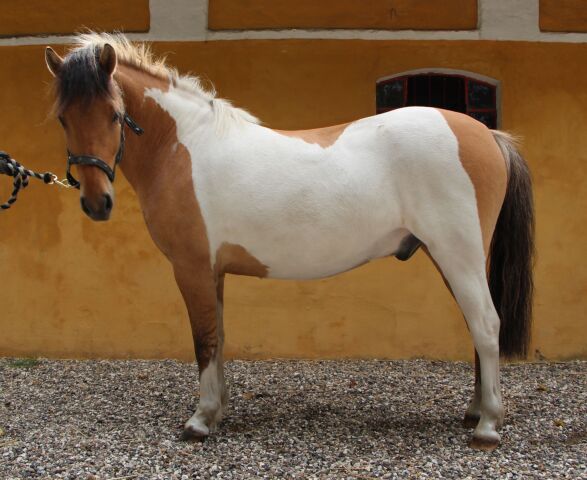 Billede