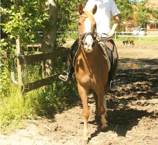 Billede