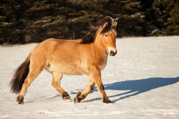 Billede