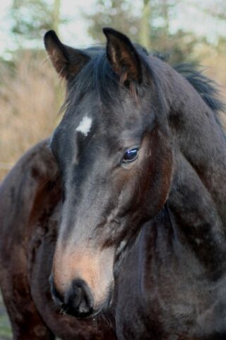 Billede