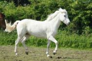 Billede
