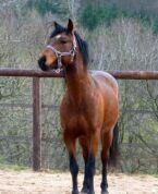 Billede