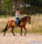 Billede