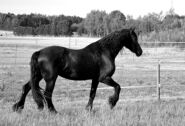 Billede