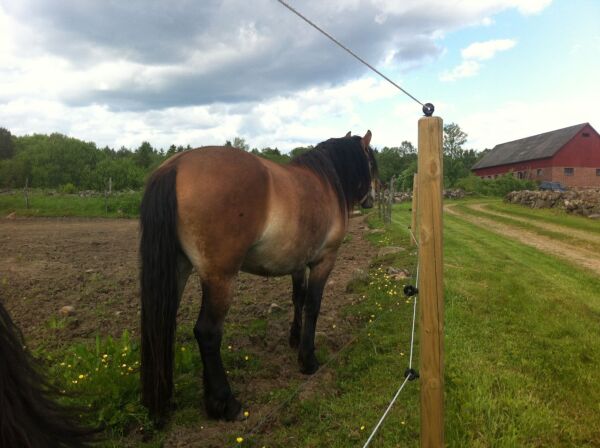 Billede