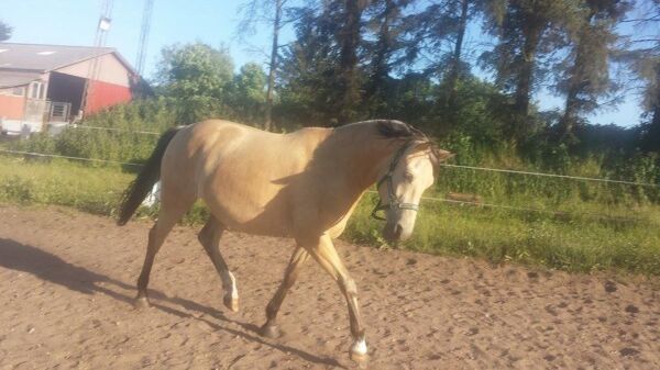 Billede