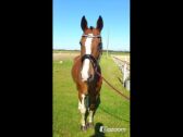 Billede