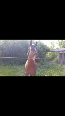 Billede