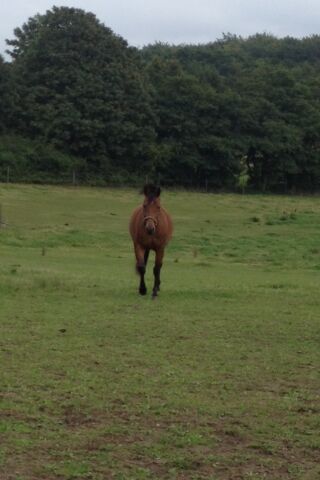 Billede