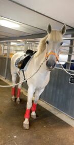 Billede
